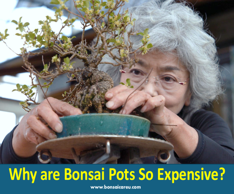 Why are Bonsai Pots So Expensive?