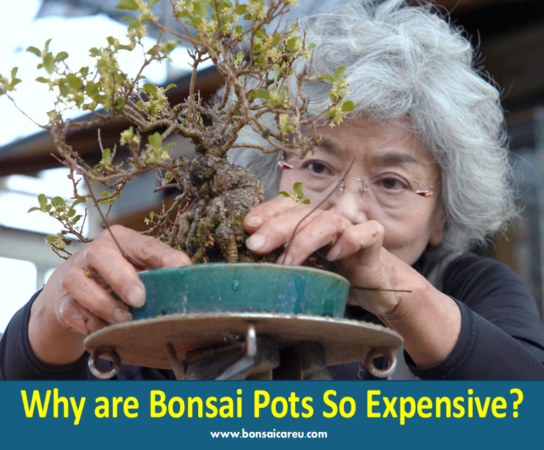 Why are Bonsai Pots So Expensive?
