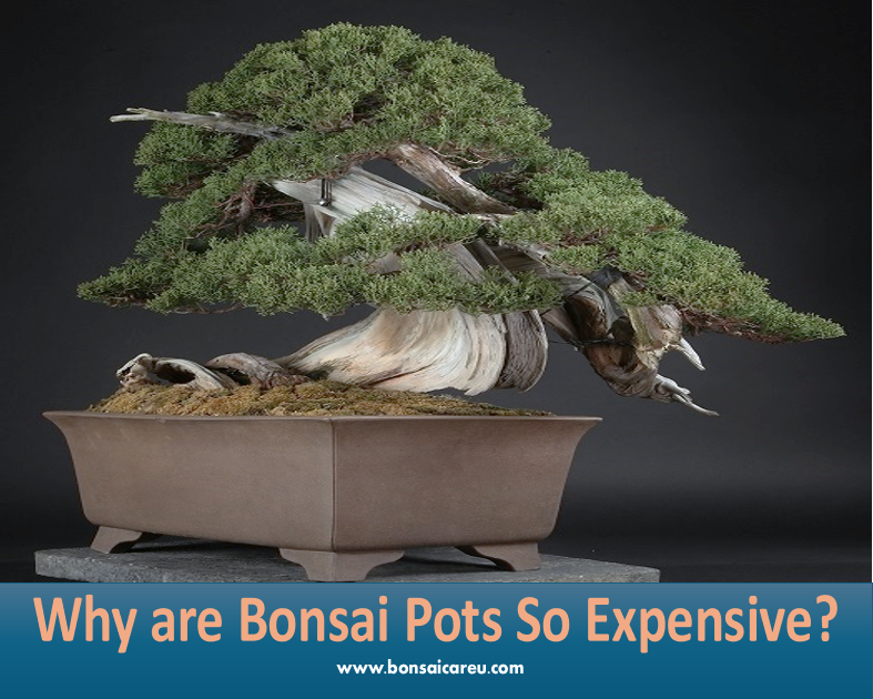 Why are Bonsai Pots So Expensive?
