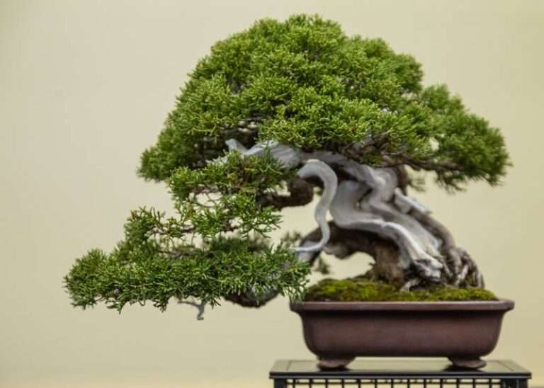 Japanese Juniper Bonsai