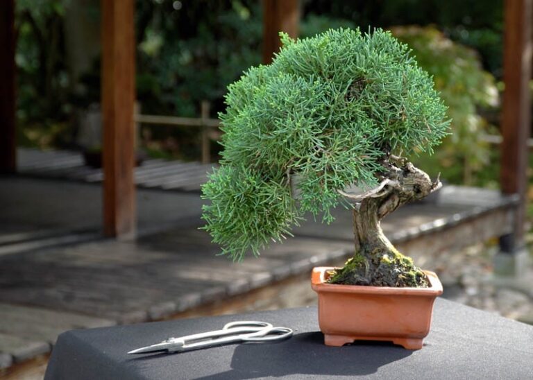 Types of Juniper Bonsai