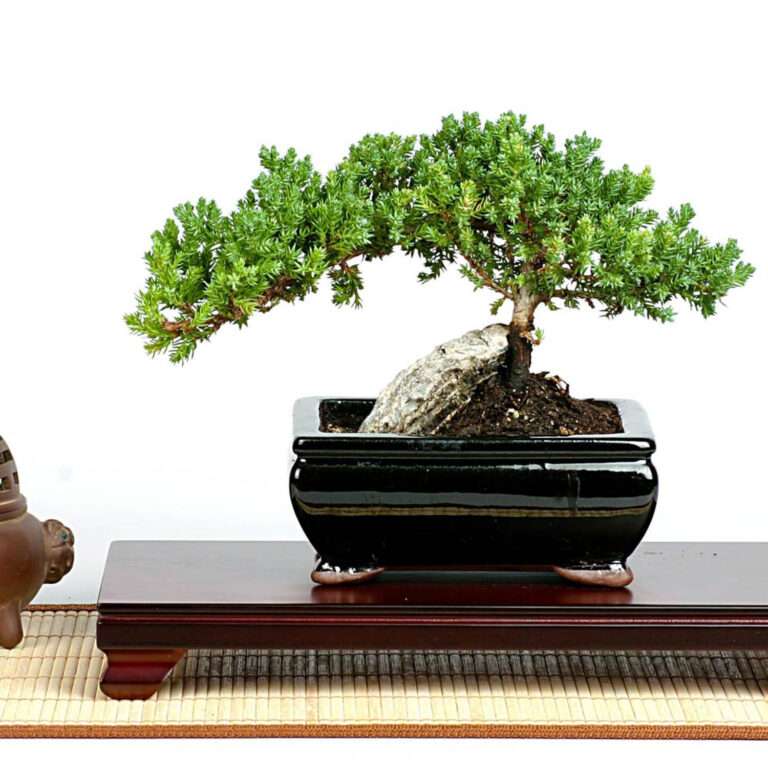 Rock Juniper Bonsai Tree