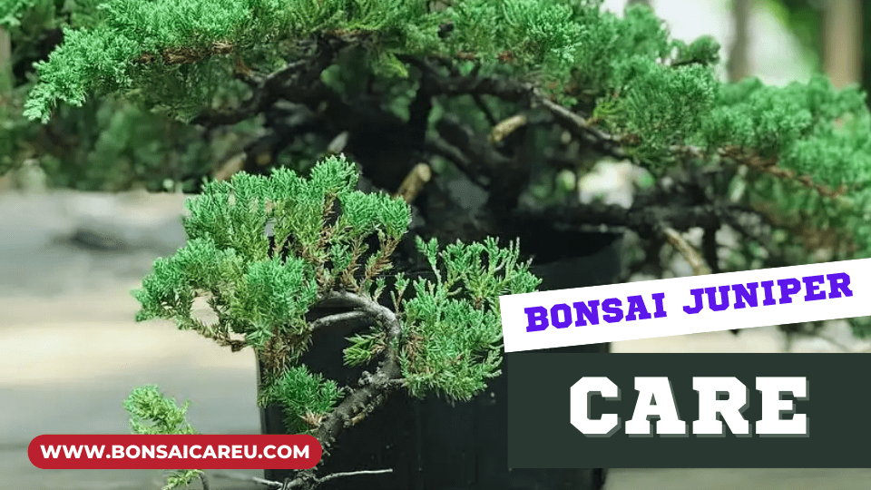 Bonsai Juniper Care