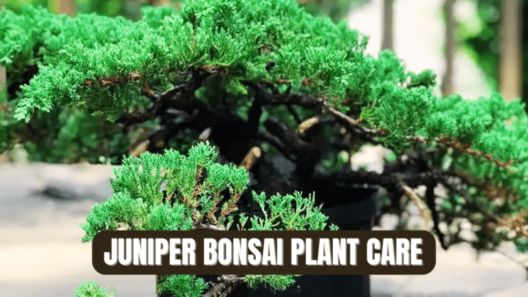 Juniper Bonsai Plant Care