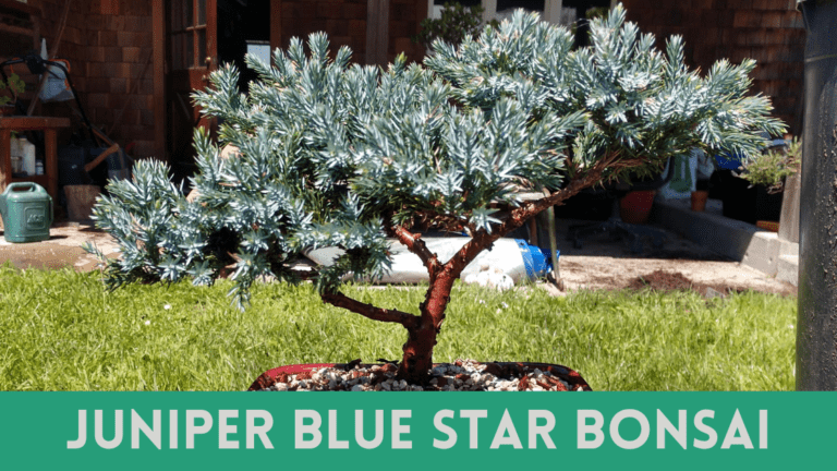 Juniper Blue Star Bonsai