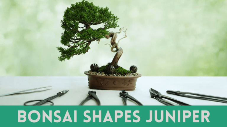 Best Bonsai Shapes Juniper