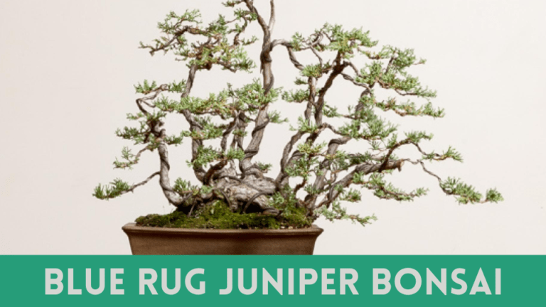 Blue Rug Juniper Bonsai