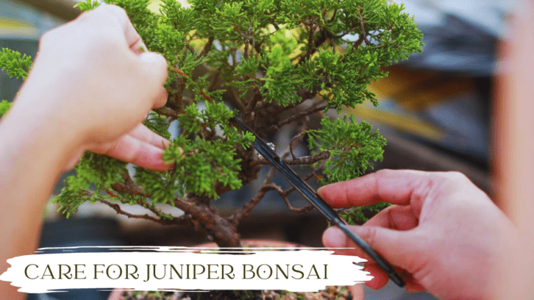 How to Care for Juniper Bonsai