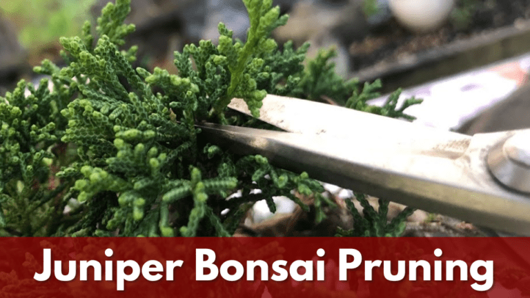 Juniper Bonsai Pruning