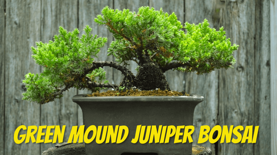 Green Mound Juniper Bonsai