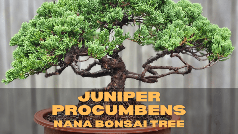 Juniper Procumbens Nana Bonsai Tree