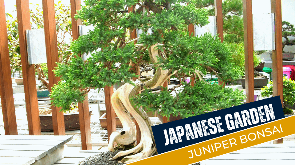 Japanese Garden Juniper Bonsai