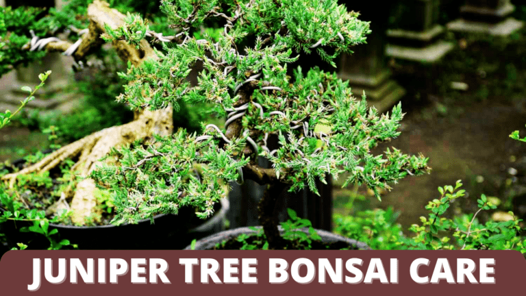 Juniper Tree Bonsai Best Care