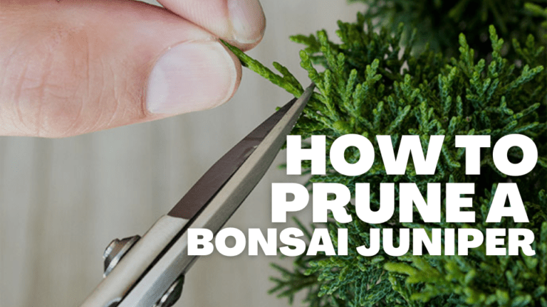 Achieve Best Methods of Bonsai Juniper Pruning