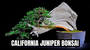 Crafting a California Juniper Bonsai