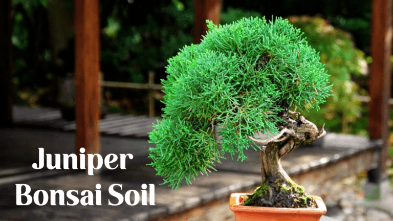 Discover the Astonishing Power of Juniper Bonsai