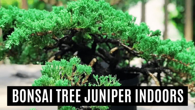 Exquisite Bonsai Tree Juniper Indoors