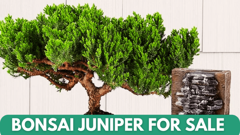 Most Popular Bonsai Juniper for Sale