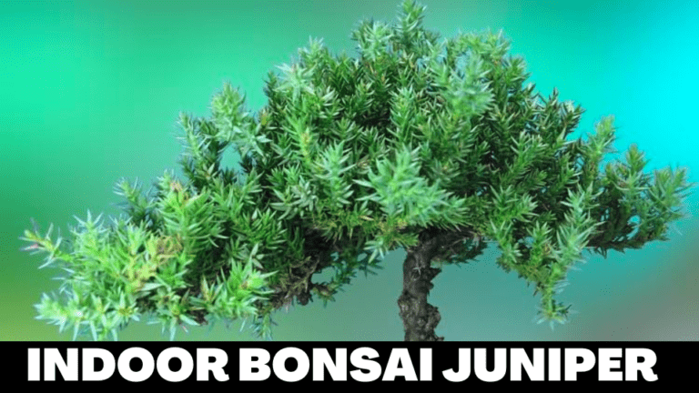 Indoor Bonsai Juniper