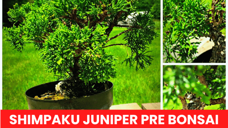 Shimpaku Juniper Pre Bonsai