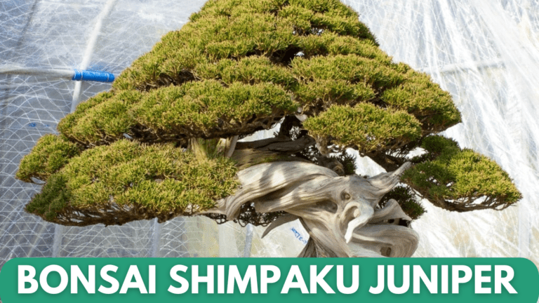 Popular Bonsai Shimpaku Juniper