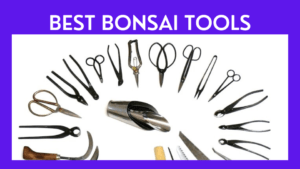 Best Bonsai Tools