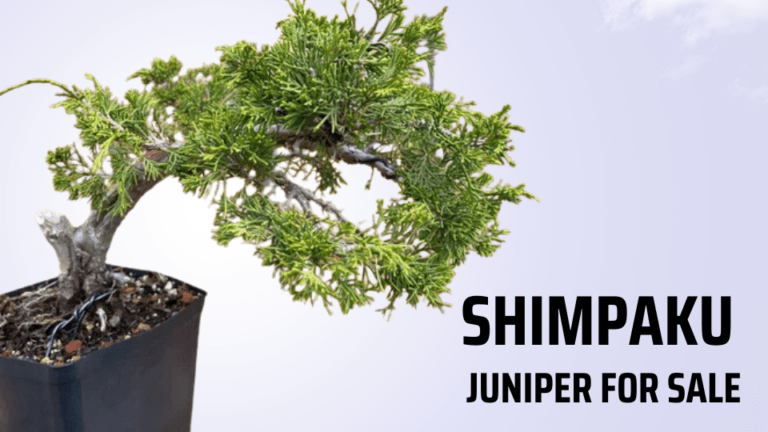 Best Shimpaku Juniper for Sale