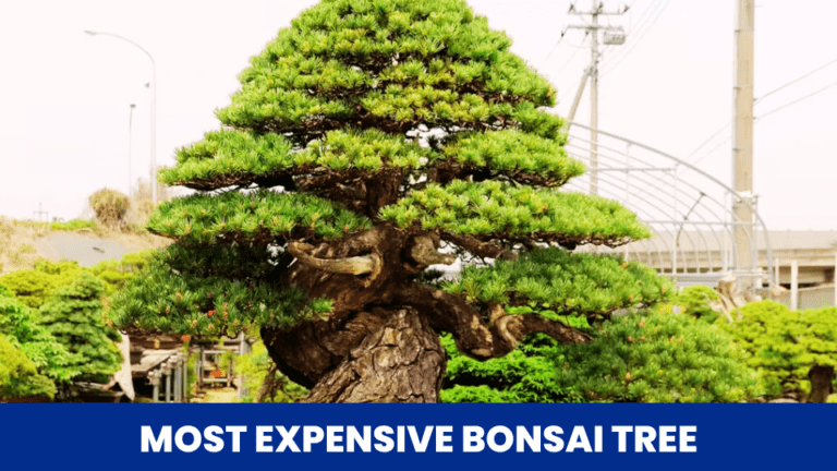 Most Expensive Bonsai Tree