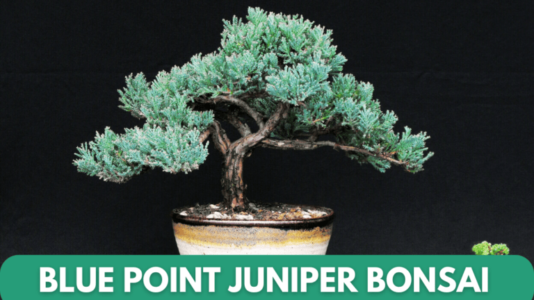 Best Blue Point Juniper Bonsai