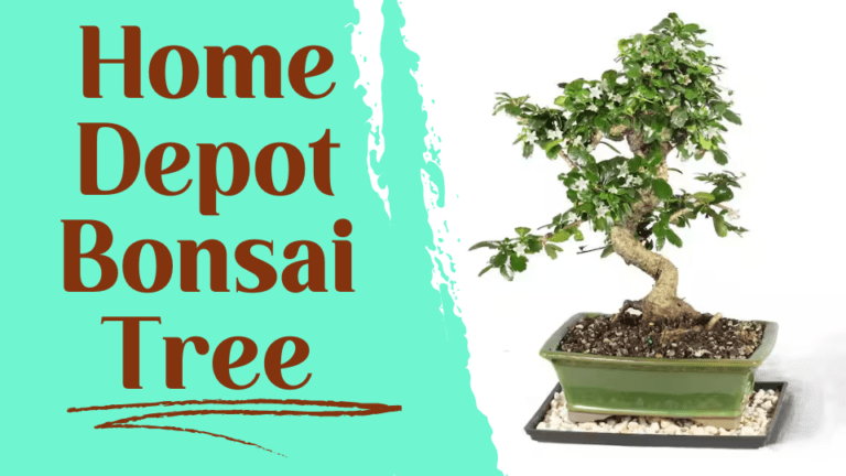 Home Depot Bonsai Tree