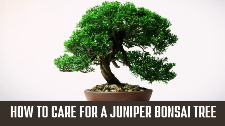 How to Care for a Juniper Bonsai Tree Best Tips