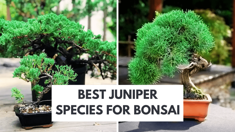 Best Juniper Species for Bonsai